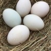 Indian Runner Duck Hatching Eggs